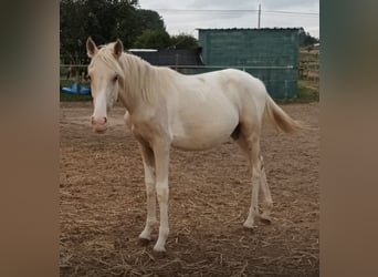 Andalou, Étalon, 1 Année, 160 cm, Pinto