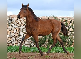 Andalou, Étalon, 1 Année, 162 cm, Bai