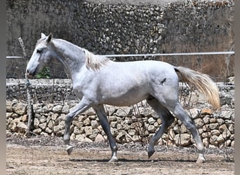 Andalou, Étalon, 1 Année, 163 cm, Gris
