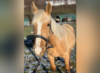 Andalou Croisé, Étalon, 1 Année, 163 cm, Palomino