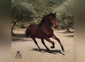 Andalou, Étalon, 1 Année, 164 cm, Bai