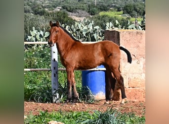 Andalou, Étalon, 1 Année, 165 cm, Bai