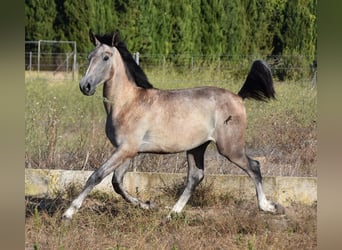 Andalou, Étalon, 1 Année, 165 cm, Gris