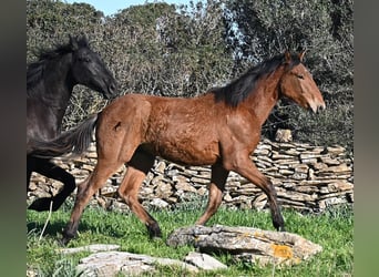 Andalou Croisé, Étalon, 1 Année, 168 cm, Bai