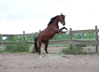 Andalou Croisé, Étalon, 2 Ans, 145 cm, Bai