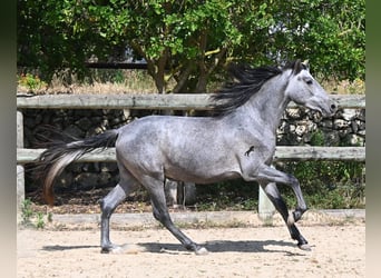 Andalou, Étalon, 2 Ans, 148 cm, Gris