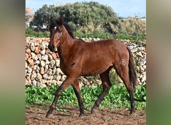 Andalou, Étalon, 2 Ans, 154 cm, Bai