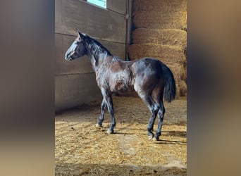 Andalou, Étalon, 2 Ans, 155 cm, Noir