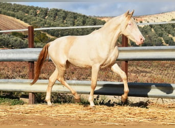 Andalou, Étalon, 2 Ans, 155 cm, Perlino