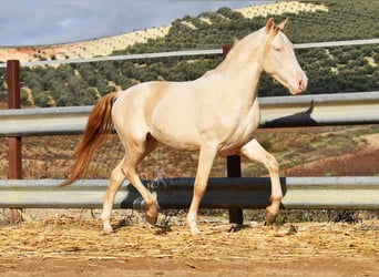 Andalou, Étalon, 2 Ans, 155 cm, Perlino