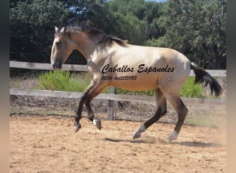 Andalou, Étalon, 2 Ans, 156 cm, Isabelle