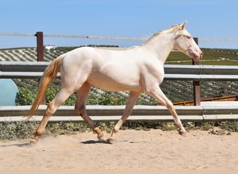 Andalou, Étalon, 2 Ans, 156 cm, Perlino