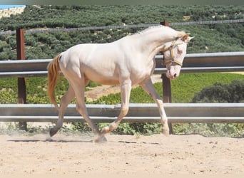 Andalou, Étalon, 2 Ans, 156 cm, Perlino