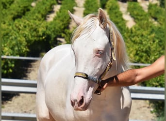 Andalou, Étalon, 2 Ans, 156 cm, Perlino