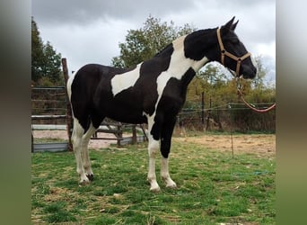 Andalou, Étalon, 2 Ans, 156 cm, Pinto