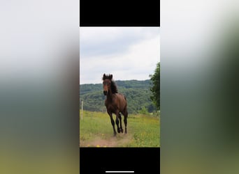 Andalou, Étalon, 2 Ans, 160 cm, Bai