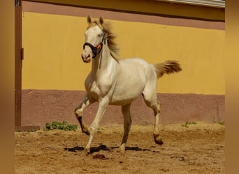 Andalou, Étalon, 2 Ans, 160 cm, Cremello