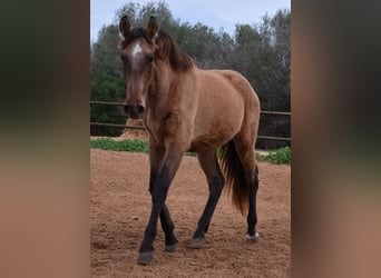 Andalou, Étalon, 2 Ans, 160 cm, Gris