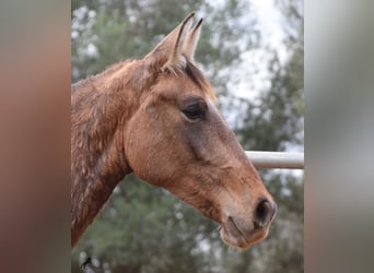 Andalou, Étalon, 2 Ans, 160 cm, Gris