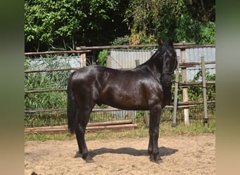 Andalou, Étalon, 2 Ans, 160 cm, Noir