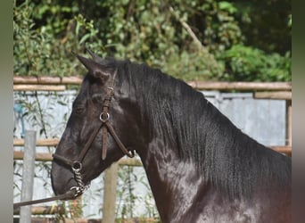 Andalou, Étalon, 2 Ans, 160 cm, Noir