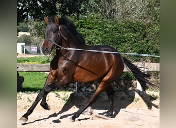 Andalou, Étalon, 2 Ans, 162 cm, Bai