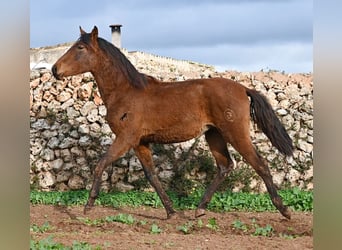 Andalou, Étalon, 2 Ans, 162 cm, Bai