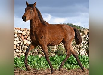 Andalou, Étalon, 2 Ans, 162 cm, Bai