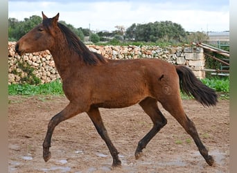 Andalou, Étalon, 2 Ans, 162 cm, Bai
