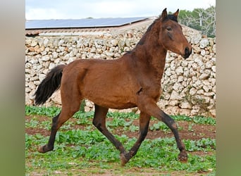 Andalou, Étalon, 2 Ans, 162 cm, Bai