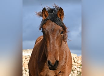 Andalou, Étalon, 2 Ans, 162 cm, Bai