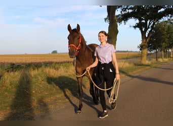 Andalou, Étalon, 2 Ans, 162 cm, Bai