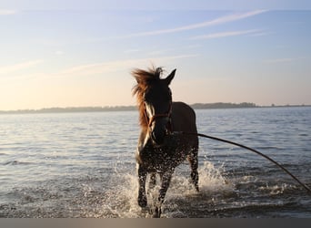 Andalou, Étalon, 2 Ans, 162 cm, Bai