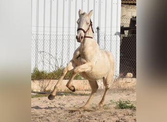 Andalou, Étalon, 2 Ans, 162 cm, Perlino