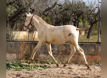 Andalou, Étalon, 2 Ans, 162 cm, Perlino