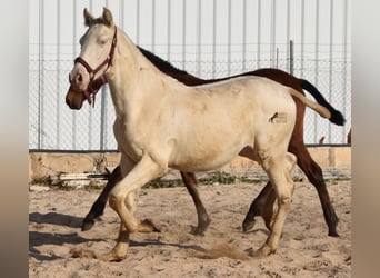 Andalou, Étalon, 2 Ans, 162 cm, Perlino