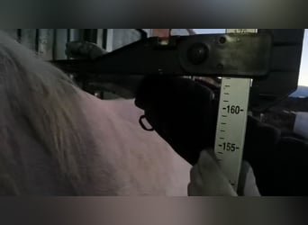 Andalou, Étalon, 2 Ans, 164 cm, Palomino