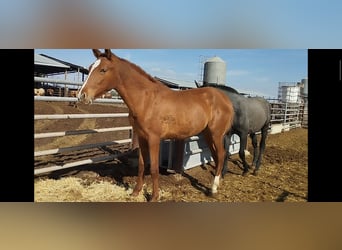 Andalou, Étalon, 2 Ans, 165 cm, Alezan