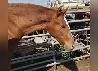 Andalou, Étalon, 2 Ans, 165 cm, Alezan