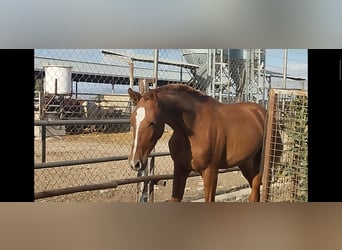 Andalou, Étalon, 2 Ans, 165 cm, Alezan