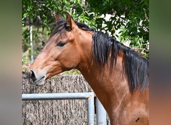 Andalou, Étalon, 2 Ans, 165 cm, Bai