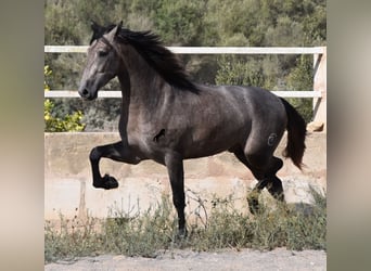 Andalou, Étalon, 2 Ans, 166 cm, Gris