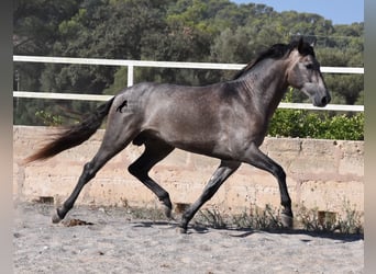 Andalou, Étalon, 2 Ans, 166 cm, Gris