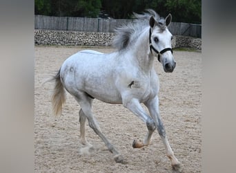 Andalou, Étalon, 2 Ans, 168 cm, Gris