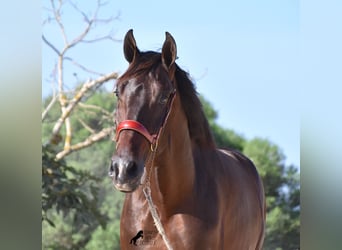 Andalou, Étalon, 2 Ans, 170 cm, Bai