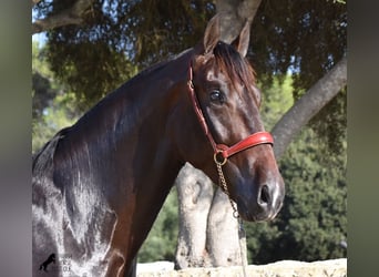 Andalou, Étalon, 2 Ans, 170 cm, Bai