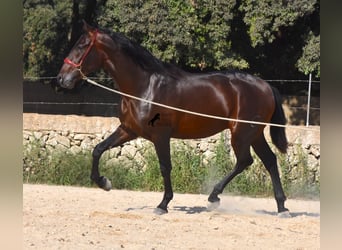 Andalou, Étalon, 2 Ans, 170 cm, Bai