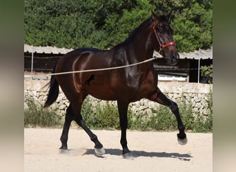 Andalou, Étalon, 2 Ans, 170 cm, Bai