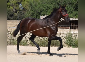 Andalou, Étalon, 2 Ans, 170 cm, Bai