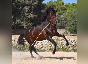 Andalou, Étalon, 2 Ans, 170 cm, Bai
